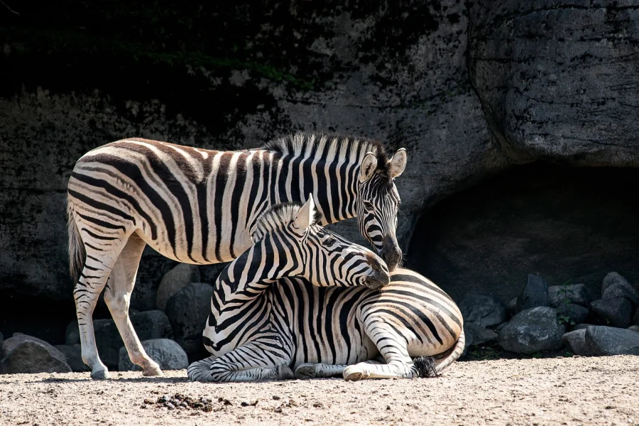 Köpenhamns Zoo